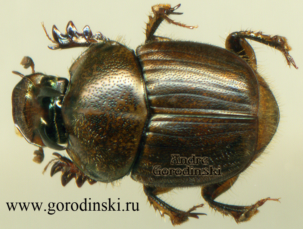 http://www.gorodinski.ru/copr/Onthophagus rectecornutus.jpg